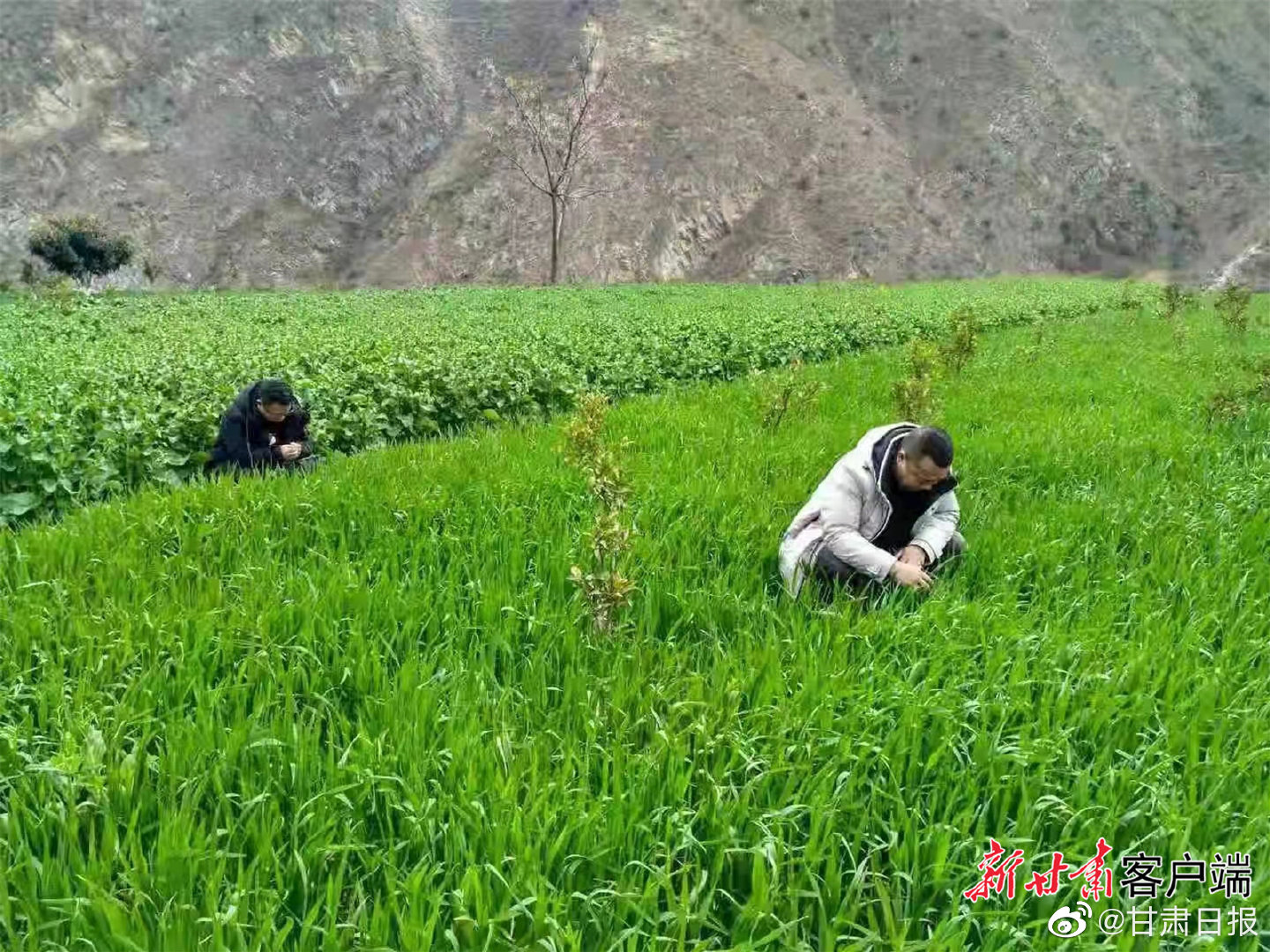 薩嘎縣農(nóng)業(yè)農(nóng)村局最新新聞,薩嘎縣農(nóng)業(yè)農(nóng)村局最新新聞，推動(dòng)農(nóng)業(yè)現(xiàn)代化，助力鄉(xiāng)村振興