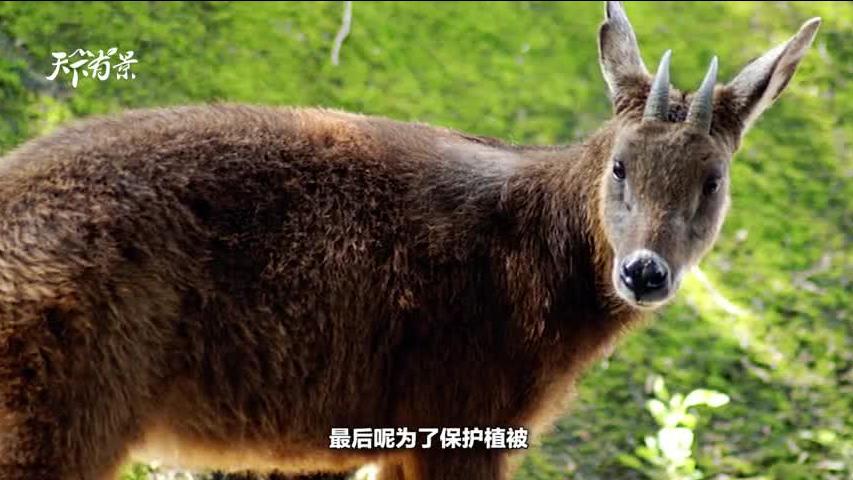 新澳2024今晚開(kāi)獎(jiǎng)資料四不像,可靠執(zhí)行操作方式_初學(xué)版73.227