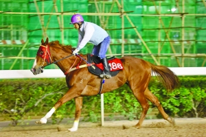 澳門今晚開特馬四不像圖|英語釋義解釋落實,澳門今晚開特馬四不像圖，英語釋義解釋落實的探討